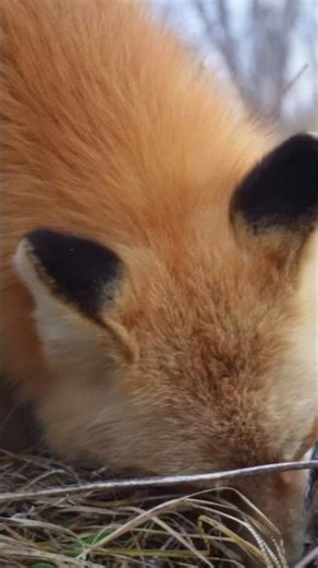 Fox in the Meadow #fox #wildlife #nature