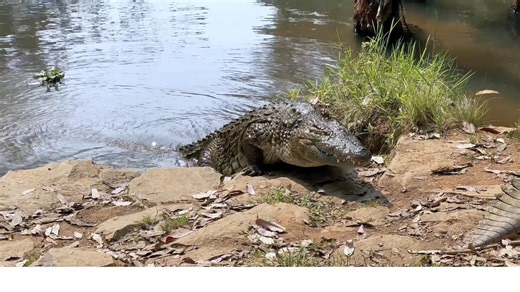 Watch what happens when a Nile crocodile explodes out of the water without warning