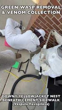 YELLOWJACKET NEST UNDER SIDEWALK AT ELEMENTARY SCHOOL! URGENT REMOVAL TO KEEP WORKERS AND KIDS SAFE!