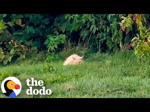 Emaciated Senior Cat Found By The Road Gets A Brand New Life | The Dodo