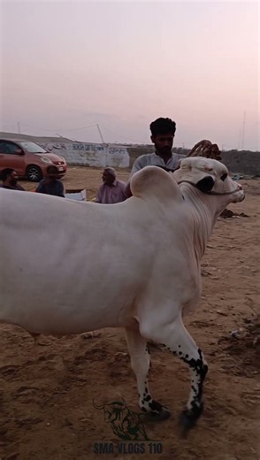 dangerous fath-e-jangi || maweshi mandi #bull #cattlefarm #animals