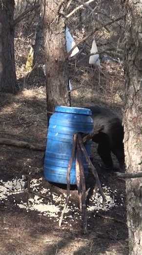 CLOSE CALL BLACK BEAR