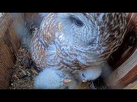 Fluffy Owlets Poke Their Heads Out From Under Mom On Barred Owl Cam | April 28, 2026