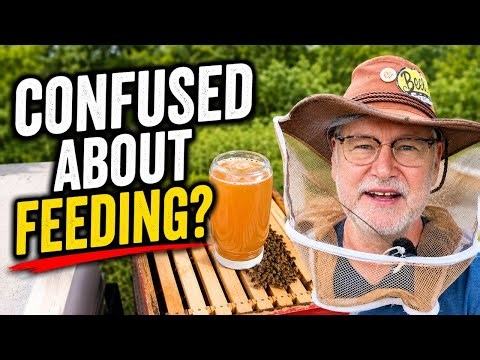 Beekeeping: OH NO! Are You Feeding Bees Wrong?
