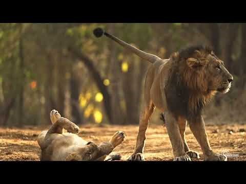 The Intense and Aggressive Mating Behavior of Lions | Wildlife Documentary