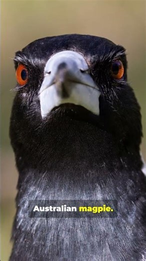 This Bird Attacks Humans 😳