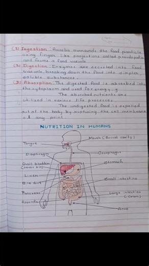 Class 10 Science Life Processes 💯 | Complete Notes + Quick Revision#class10 #biology