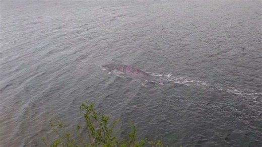 Shocking Loch Ness monster sighting captured | The proof is out there