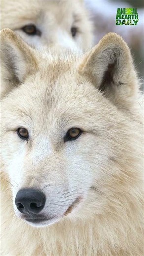 Arctic Wolves in Snowy Habitat #arcticwolves #wildlife #canada #snowyhabitat #nature #landscape