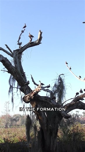 The perfect example of what hunting is
