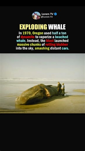 The Exploding Whale Disaster #shorts