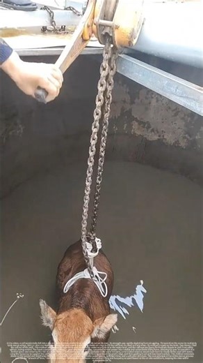 The rescue process of a calf that fell into a pond.