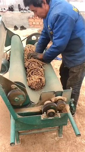 Processing and Rolling Harvested Crop Roots with Machine