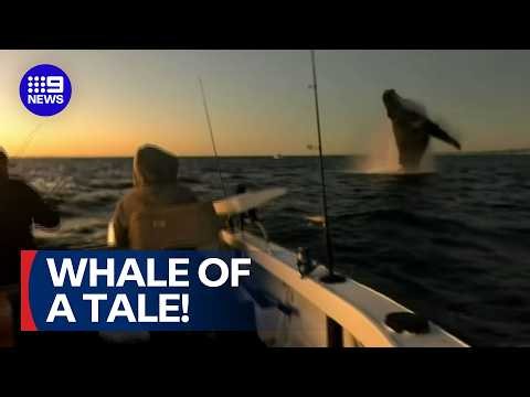 Incredible moment fishermen nearly catch humpback whale | 9 News Australia