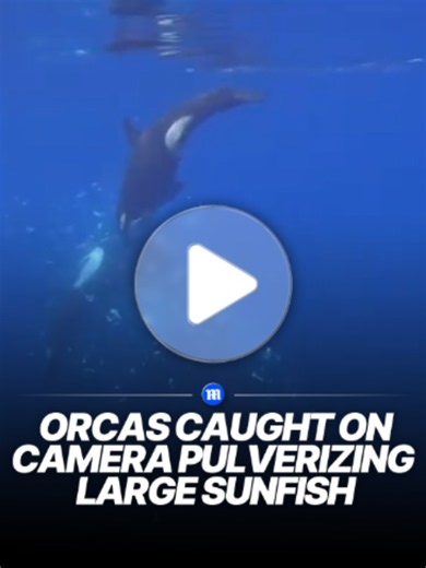 Scientists have captured a previously undocumented behaviour in orcas, recording the moment the whales rammed into a fish with enough force to break it apart. The unusual behaviour was first observed in 2024 by marine biologist Dr Kathryn Ayres of Beneath The Waves in the Gulf of California. Scientists are still investigating why the orcas do this. One possibility is that it could represent a new feeding strategy, potentially helping them provide food for younger members of their pod. Researcher
