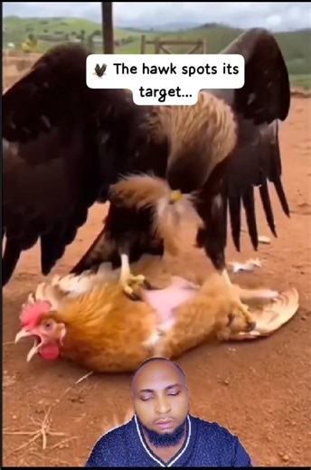 In this clip, a hawk locks onto its target and makes a swift move toward a hen. After a tense chase, the hawk finally succeeds. It’s a powerful reminder of how nature works—predators hunt to survive, and every move is driven by instinct, speed, and precision. Not cruelty, not sport—just the balance of the wild. What do you think about moments like this caught on camera? Note This Video Is For Educational And Awareness Purposes Only!! #NatureReality #WildlifeMoments #HawkHunting #CircleOfLife #Na