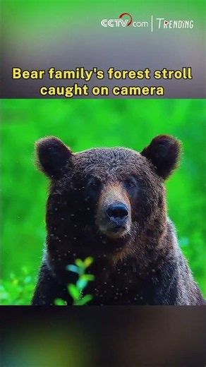 Bear family's forest stroll caught on camera