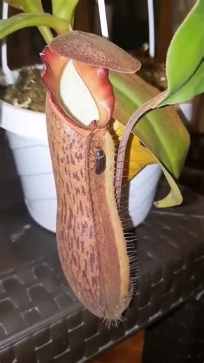 How Seed-pitcher plant traps insects 🌱 #shorts #comment #carnivorousplants