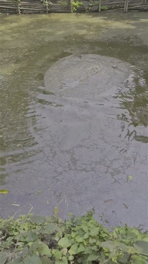 Net casting pond...#shortvideo #viralvideo #trending #ytshorts #fish #twofish #fishingmethods