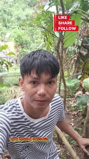 baboyan namin dito sa Brgy. Iraya Buhi, Camarines Sur#piggy #pig #pigfarmingbusiness