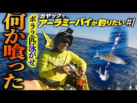 #1 のされる！危険！離島でWボラ泳がせたら巨大魚ヒット！【カヤックでアーラミーバイが釣りたい】