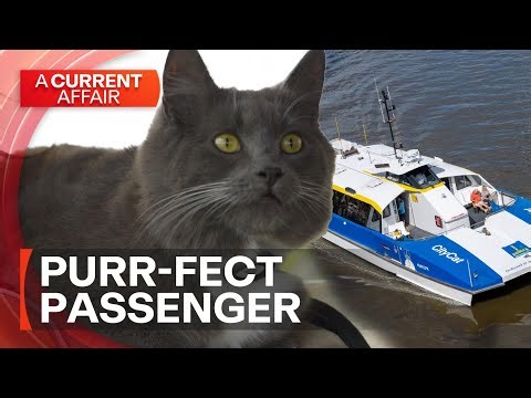 Why isn't Socko the cat allowed on public transport? | A Current Affair