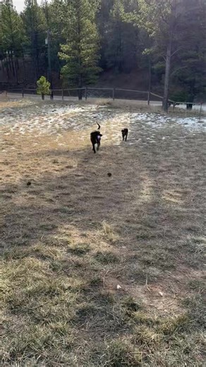 Most recall problems aren’t stubbornness 🫣, they’re habits we accidentally teach. Here are 3 common mistakes with recall👇 🐾 Only calling your dog when playtime ends 🐾 Repeating “come” over and over 🐾 Expecting too much too quickly Here’s what to do instead ✔️ ✨ Reward every recall ✨ Say it once ✨ Practice in new places and use management techniques Make “come” the BEST part of the dogs’ day! Treats, praise, and sometimes sending them back to play will set a dog up for success. 🛟 Save this 