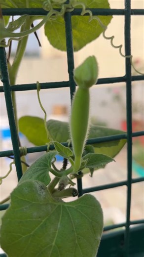 Eco Organic Vatika on Instagram: "Vegetable #garden #flowers #farming #plants"