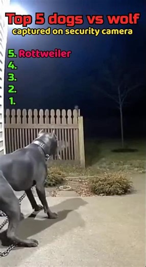 Wolf Breaks Into Backyard To Eat Kittens, But Mother Cat And Strike Back #animals