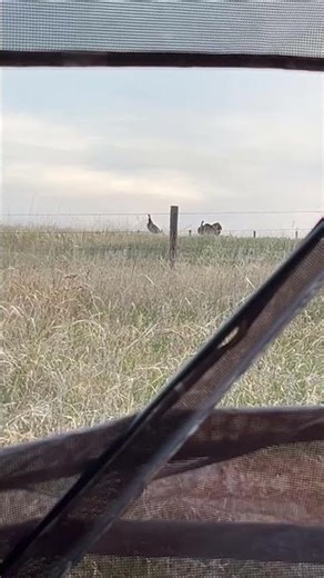 Nebraska Turkey Hunt. #turkeyhunting #gobblers #nebraska #turkeycall #hunting #bowhunting #wildlife