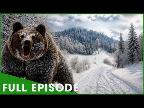 PATH OF THE GRIZZLY - Giants Endure Brutal Trials (Full Episode) | Nature Animal Documentary