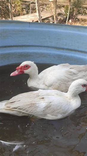 Muscovy Ducks 🦆🦆🦆