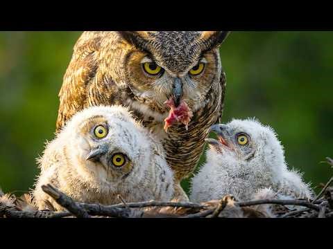 From Frozen Egg to Predator in 120 Days — Great Horned Owl Full Life Cycle Documentary