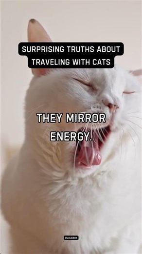 Your calmness affects your cat directly. They mirror energy.