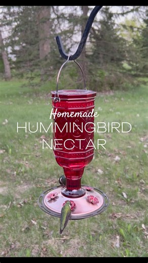 Making Hummingbird Food from Scratch 🌺🐦