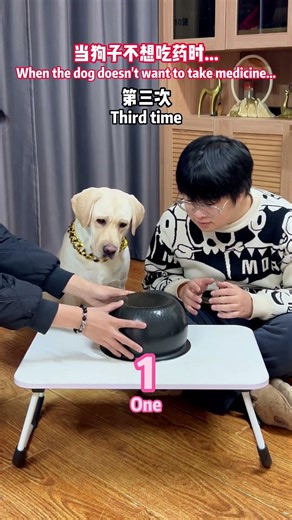 狗：又被你们俩做局了！Dog: You two set me up again!#搞笑汪驾到#萌寵#寵物#搞笑#拉布拉多 #doglover #Labrador #labrado #dog #pets