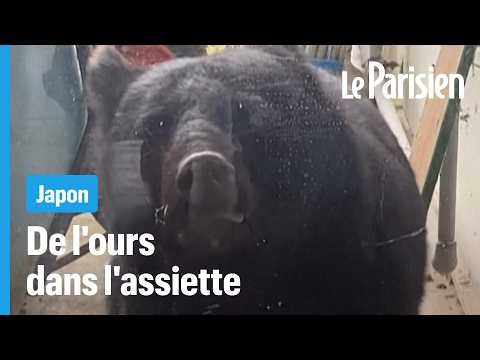 Face aux attaques d’ours, le Japon se met à manger leur viande