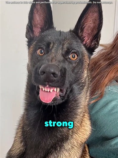 Why the Malinois Will DESTROY Your Home 🐾