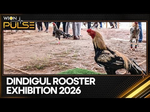 Dindigul’s 11th Annual Rooster Exhibition Showcases Rare Breeds | PULSE