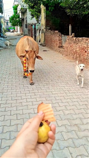 Golden Retriever & Calf Birthday Party! ✨ #shorts #animalfriendship #goldenretriever