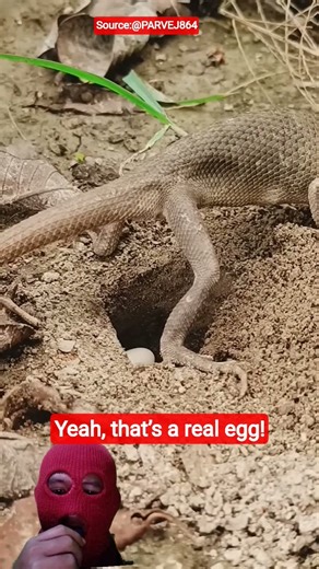 Small Lizard, Big Plot Twist