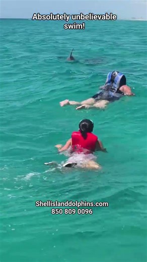 shell Island dolphins tours LLC 312 Bayshore drive Panama City Beach #ytshorts #shorts #shortsfeed