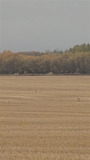 Yellow Labrador on 300-Yard Blinds Eating | Retriever Training Clip