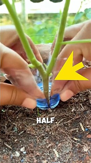 Growing Tomato Plants in a Cut Bottle🌱🍅#farming