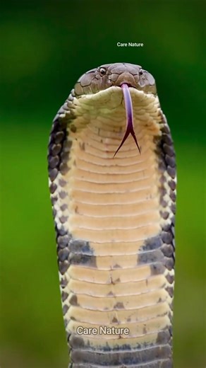 How professional snake catchers catch snakes