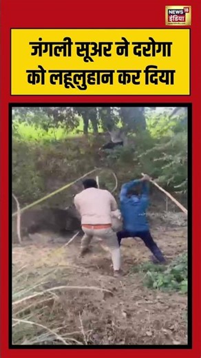 ऐसा खूंखार जंगली सूअर नहीं देखा होगा| #viralvideo #wildpig #shorts #reels