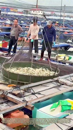 Lifting the Catch: Loading Farmed Fish From Cages to the Transport Vessel