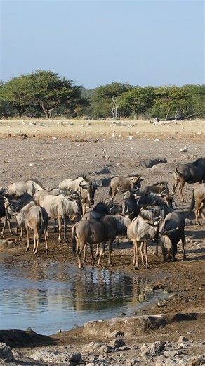 Herd of wild Wildebeest Gnu #gnu #nature #wildlife #beautiful #wildebeest #pond #blue #group HA77754 | HAWI Studios