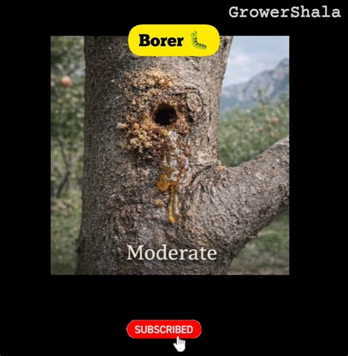 The Apple Stem Borer: Nature’s Most Beautiful Assassin