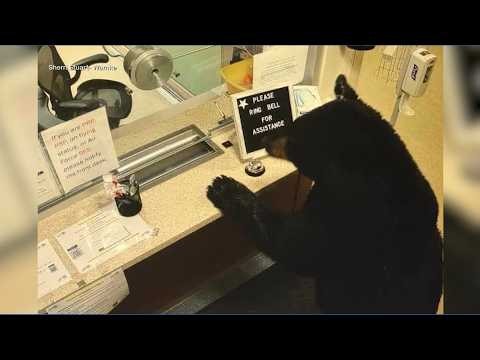 Bear breaks into Alaska hospital for Halloween candy